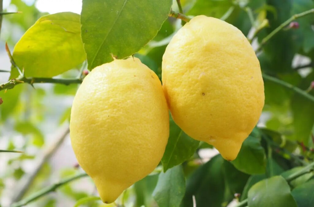 Come far fiorire il limone in casa: il trucco che tutti i giardinieri usano