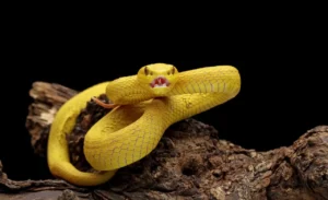 Repellente "proibito" allontana le vipere: testimonianze sulla sicurezza del suo utilizzo