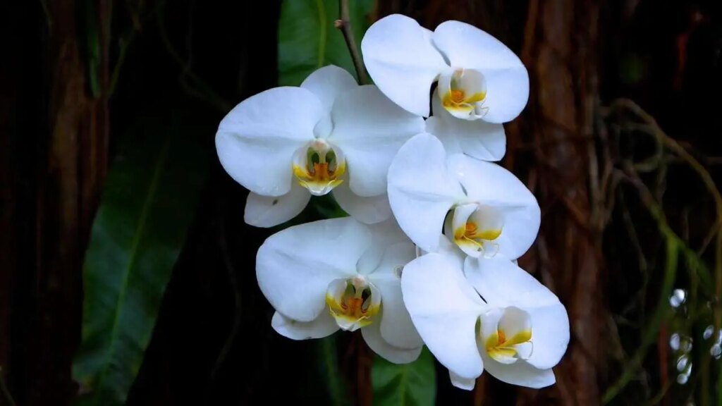 Come prendersi cura delle orchidee: i tre segreti del giardiniere esperto