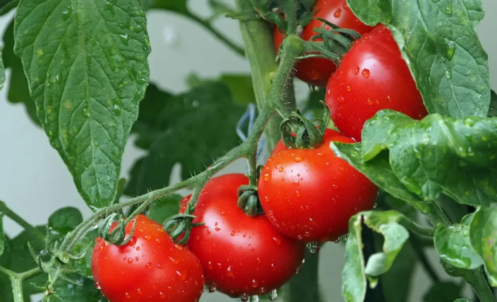 Cosa accade ai pomodori se li concimi con la cenere?