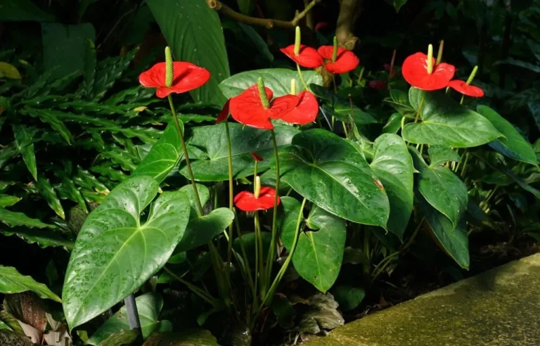 Guida pratica per curare un Anthurium in casa
