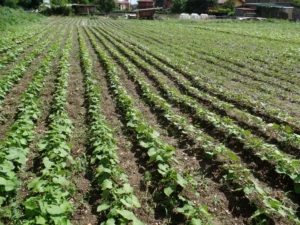 Elimina le formiche dall'orto con questo efficace trucco ecologico, superiore ai pesticidi.
