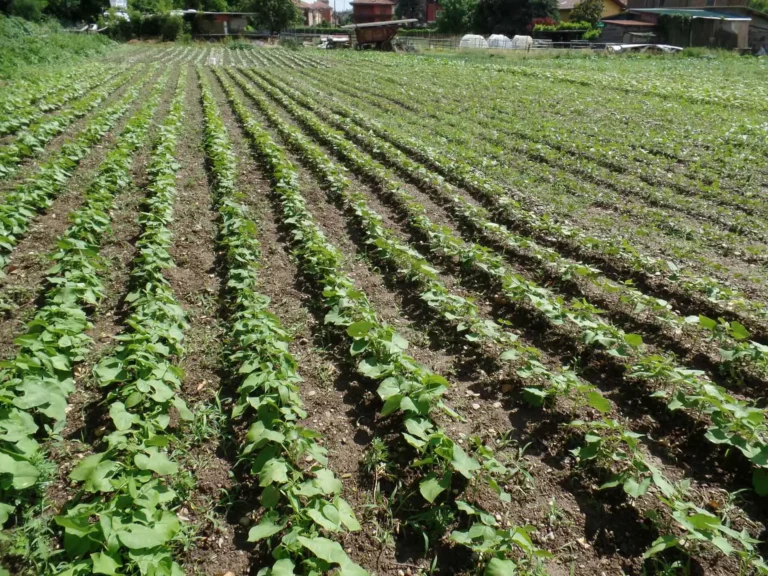 Elimina le formiche dall'orto con questo efficace trucco ecologico, superiore ai pesticidi.