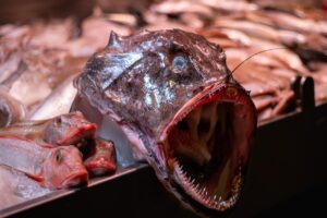 I vegetariani consumano pesce? Scopri la verità sorprendente!