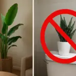 Piante finte in casa: quali ambienti migliorano davvero e dove invece è meglio evitarle